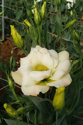 Lisianthus Champagne 